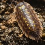 Where to Buy Isopods