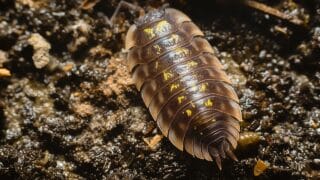 Where to Buy Isopods