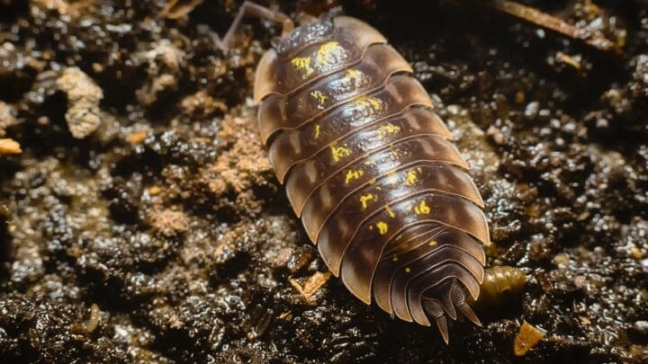 Where to Buy Isopods? Here!