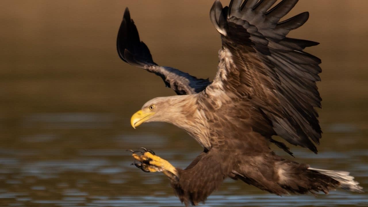 White-Tailed Eagle