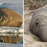 Who Would Win in a Fight a Walrus or an Elephant Seal