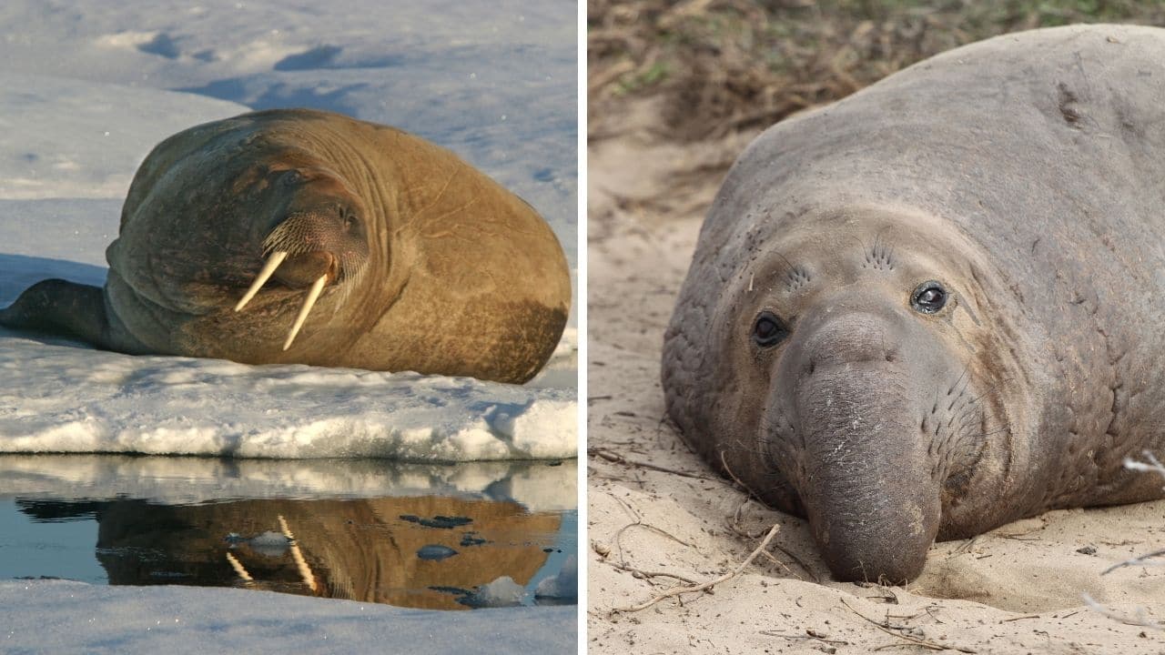 Elephant seal