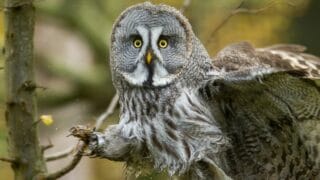 Why Do Owls Have Short Legs