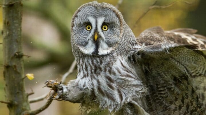 Why Do Owls Have Short Legs? Secret Revealed!
