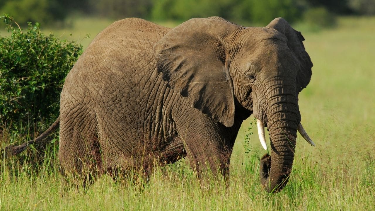 Why Don't Elephants Have Balls? Really? Here's Why!