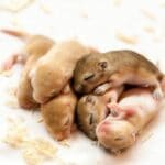 Why Some People Think Mice Are Cute
