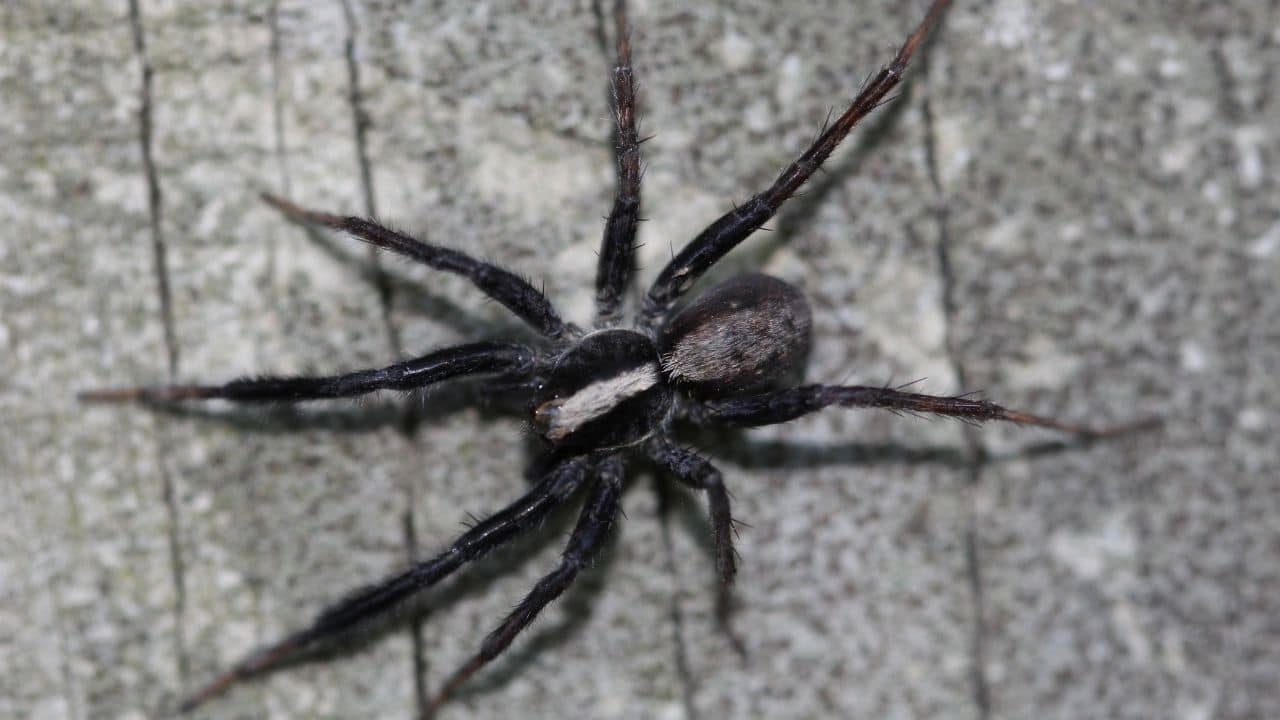 Wolf Spider