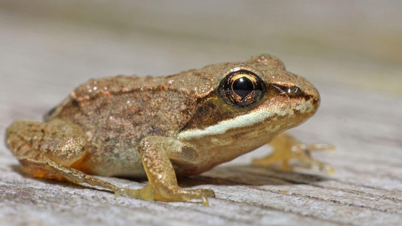 Wood Frog