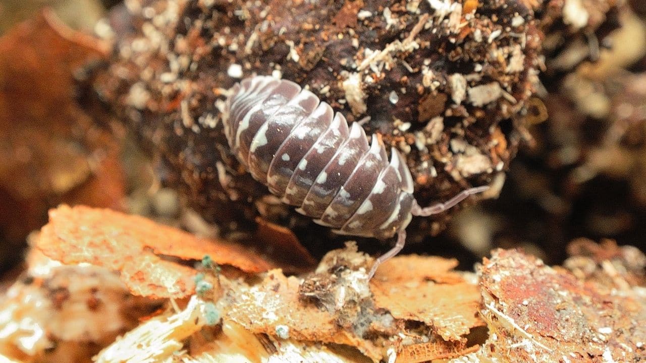 Zebra Isopod