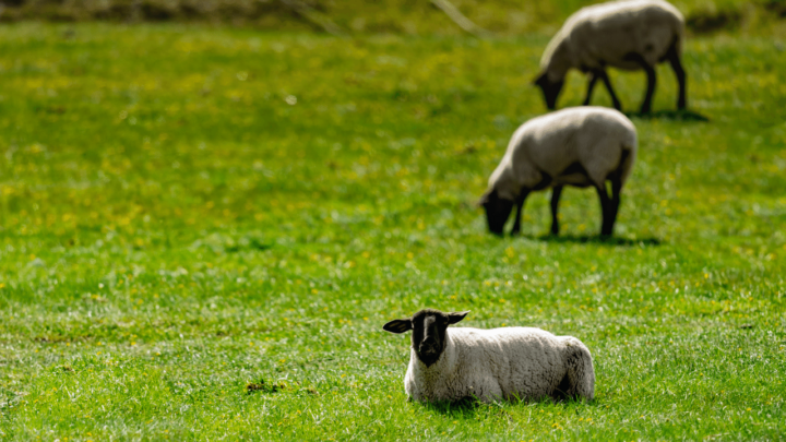 A flock of sheep is a group of sheep of less than 5 animals