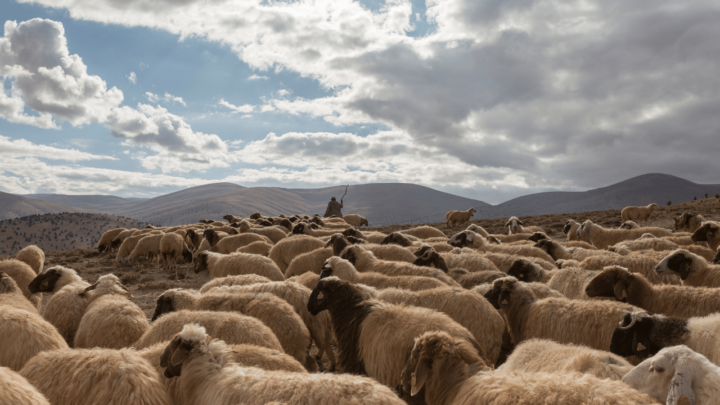 A herd of sheep is herded by a shepherd