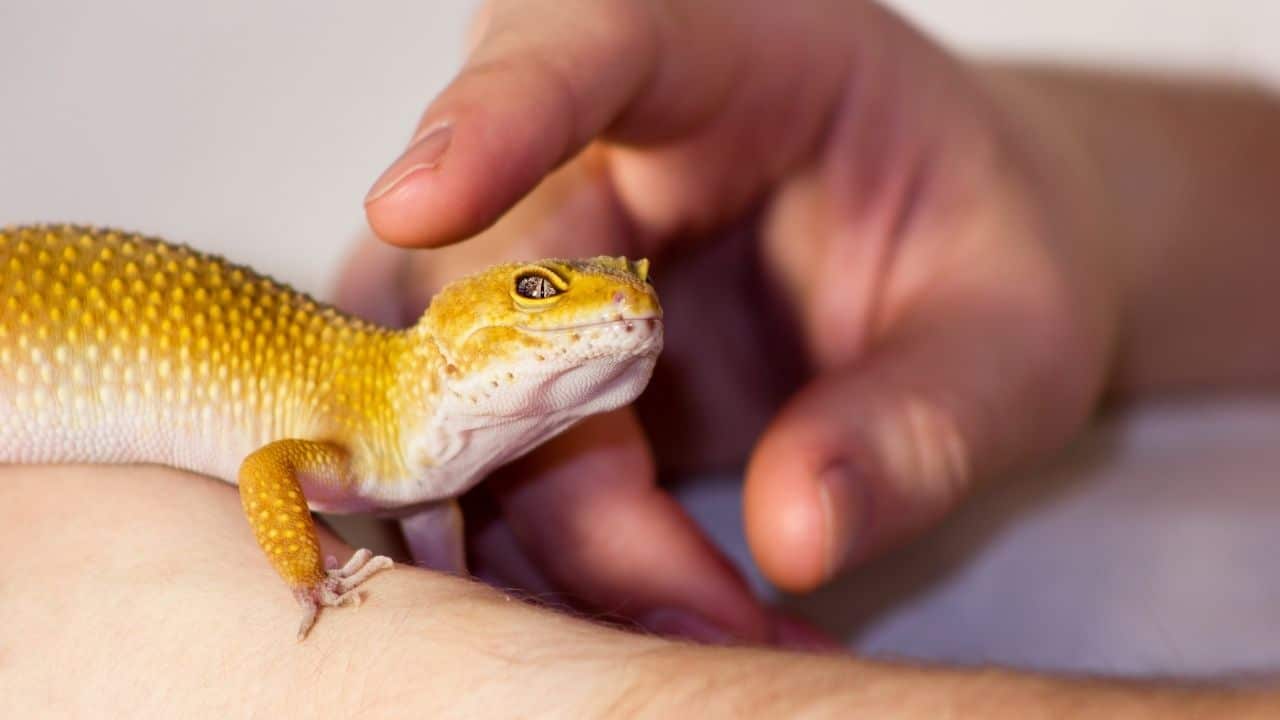 Adult Leopard Gecko