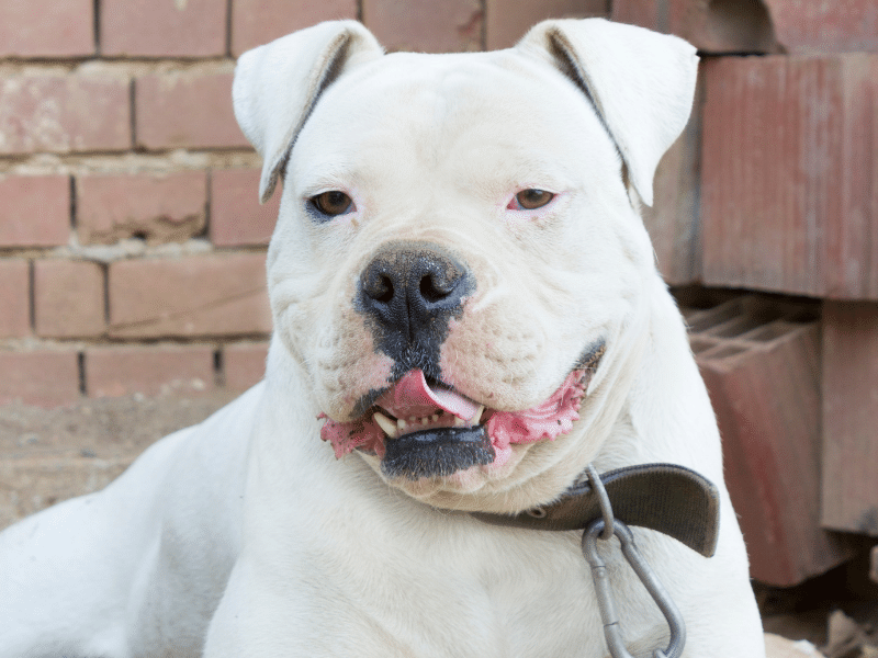 American Bulldog