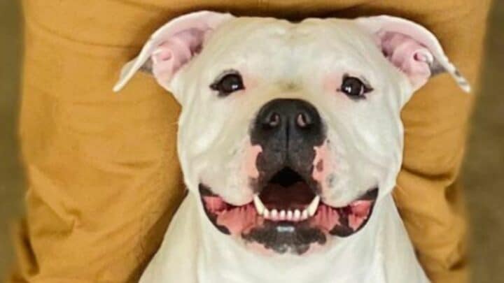 American Bully Mixed with Pitbull  — How Do They Look Like?
