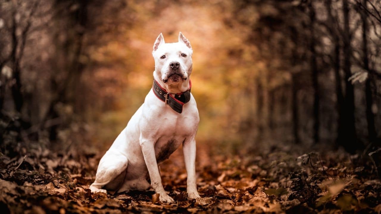 American Pit Bull Terrier