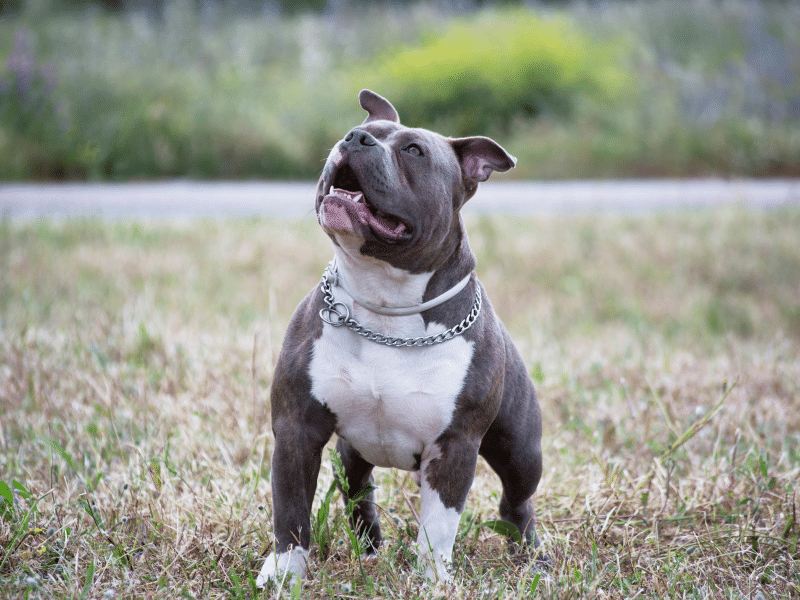 American Pitbull Terrier