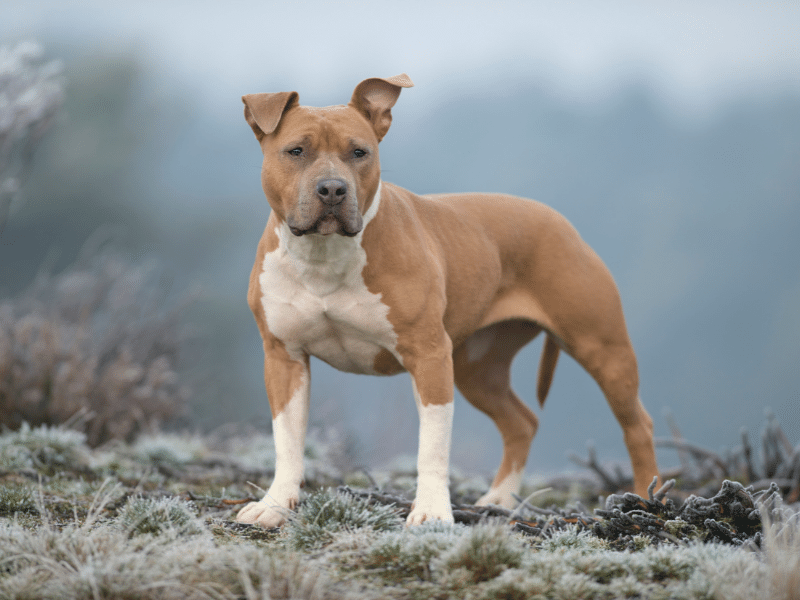 American Staffordshire Terrier