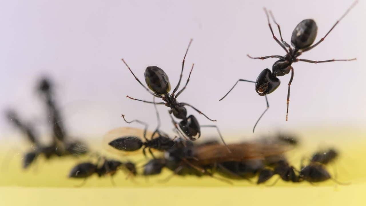 Ants in a 3-gallon tank