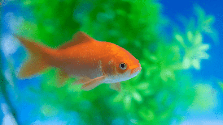 What are the Best Aquarium Plants for Goldfish?