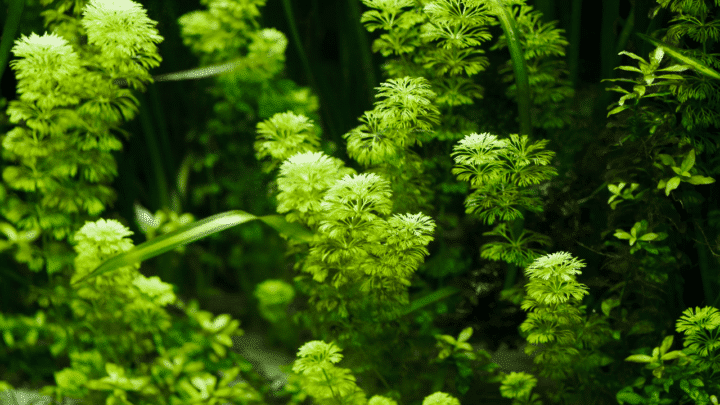 The 14 Best Bushy Aquarium Plants — Come on and See Them!