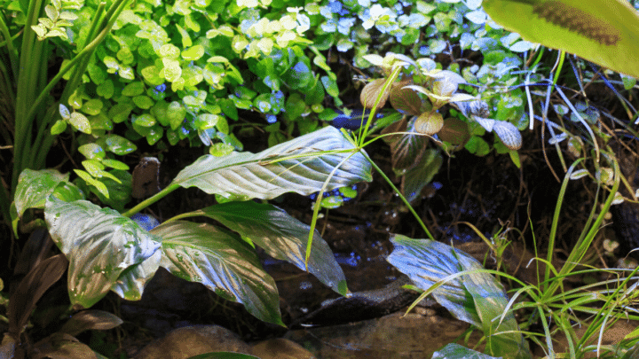 Brown Spots on Aquarium Plants — Reasons and Remedies!