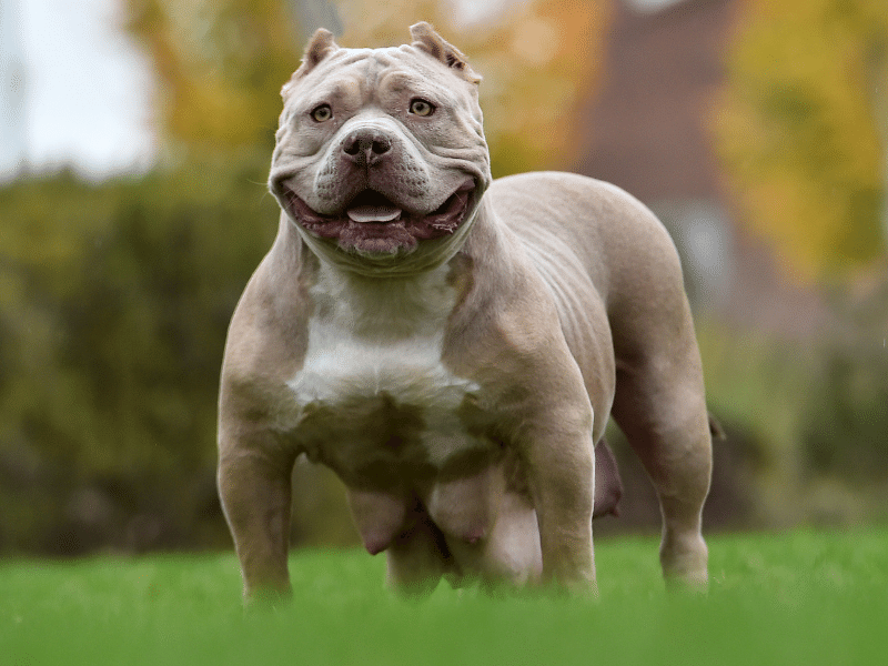 whats the difference between a pitbull and a bulldog