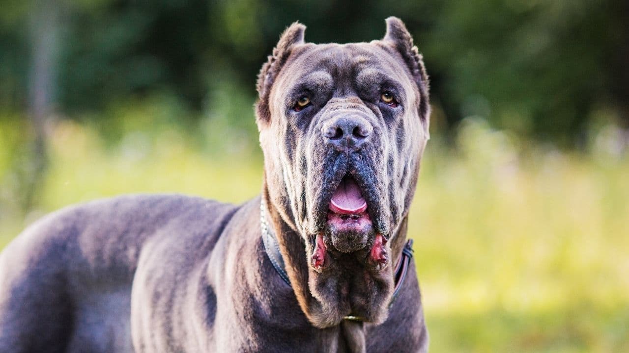 Cane Corso