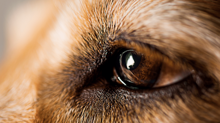 Dark spots in a dogs eye can be a sign of a melanoma