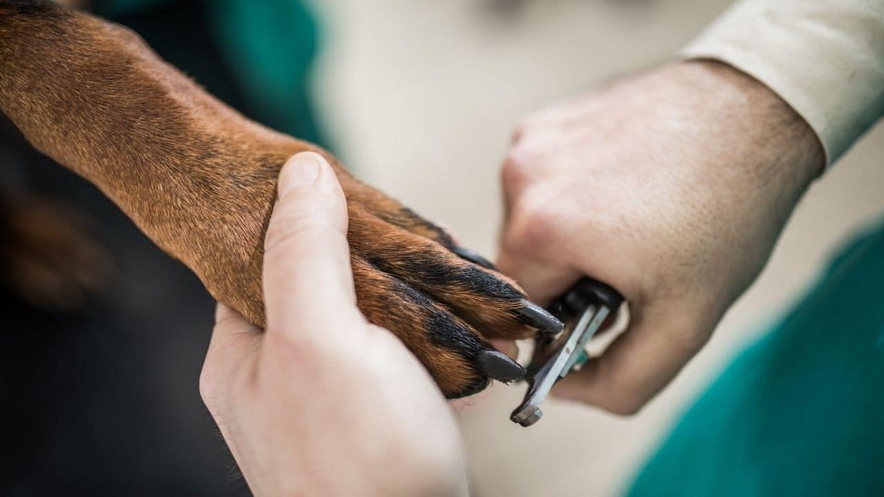 Did The Vet Cut My Dog's Nails Too Short? Telltale Signs! Did The Vet Cut My Dog's Nails Too Short? Telltale Signs!