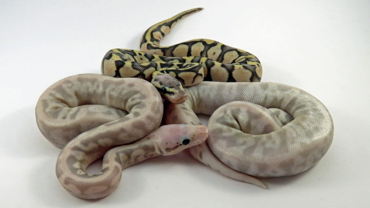 Do Snakes Give Birth to Live Young or Lay Eggs? The Answer!