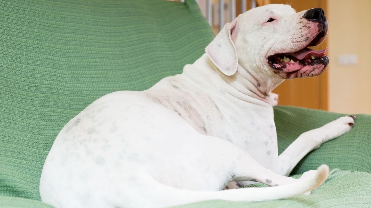 Dogo Argentino