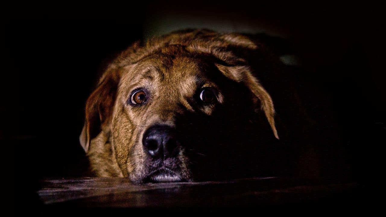 My Dog Won't Pee Outside At Night - Possible Reason 3: Fear or Anxiety in a Dog