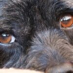 Growing Black Stain in a Dog's Lower Eyelid