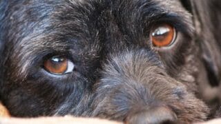 Growing Black Stain in a Dog's Lower Eyelid