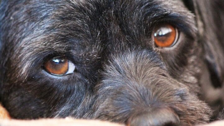 Growing Black Stain in a Dog’s Lower Eyelid — Good or Bad?