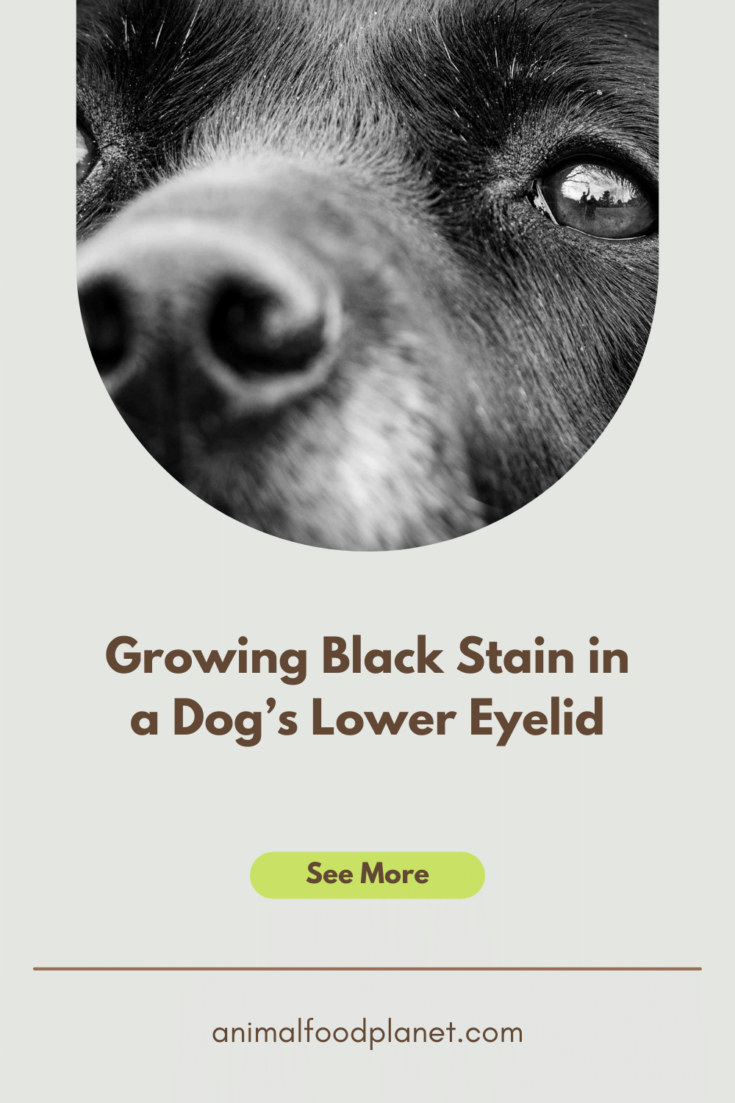 Growing Black Stain in a Dog’s Lower Eyelid