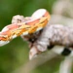 How Can I Tell Whether My Corn Snake Is Over- Or Underweight