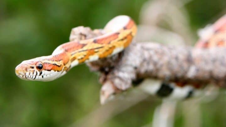 How Can I Tell Whether My Corn Snake Is Over- Or Underweight?
