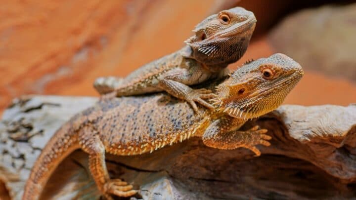 How to Tell the Sex of a Bearded Dragon – The Answer