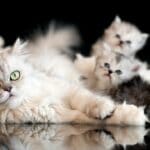 How Is It Healthier for a Cat to Breed BeforeBeing Spayed or Neutered
