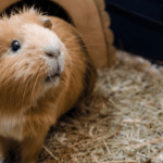 How Long You Should Leave a Guinea Pig Before Introducing a New Partner
