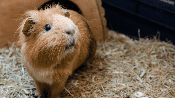 How Long You Should Leave a Guinea Pig Before Introducing a New Partner