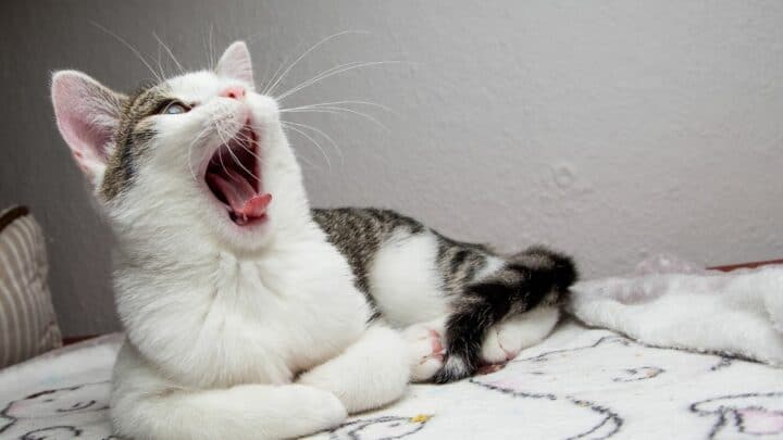 Tell by the Teeth How Your Kitten Is – That’s How it Works!