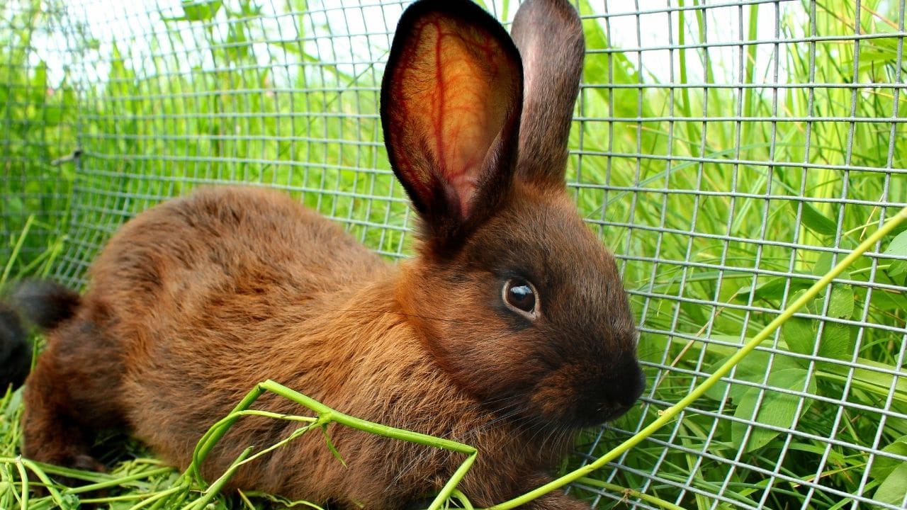 How To Put Rabbit In Cage Without Scratching Me? Nice!