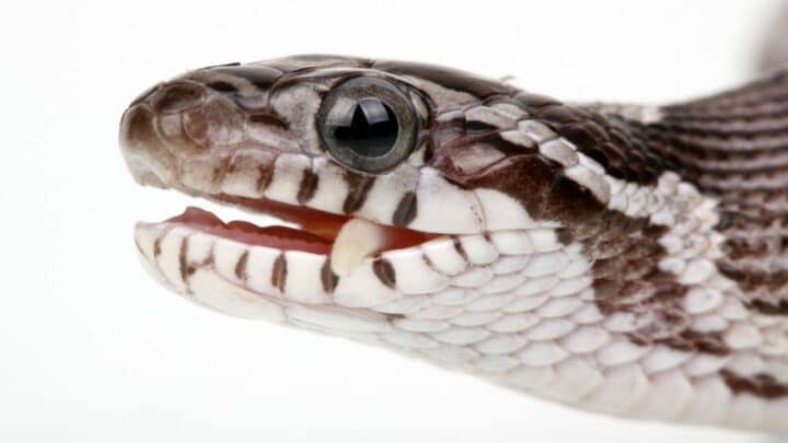 How Wide Can a Corn Snake Open its Mouth? Whoah!