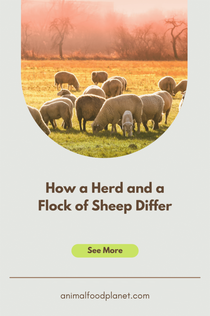 How a Herd and a Flock of Sheep Differ