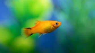How a Pregnant Platy Fish Looks Like