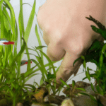 How to Clean Aquarium Plants Before Planting