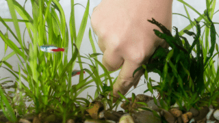 How to Clean Aquarium Plants Before Planting