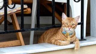 How to Let a Cat In and Out When Living In An Upstairs Apartment